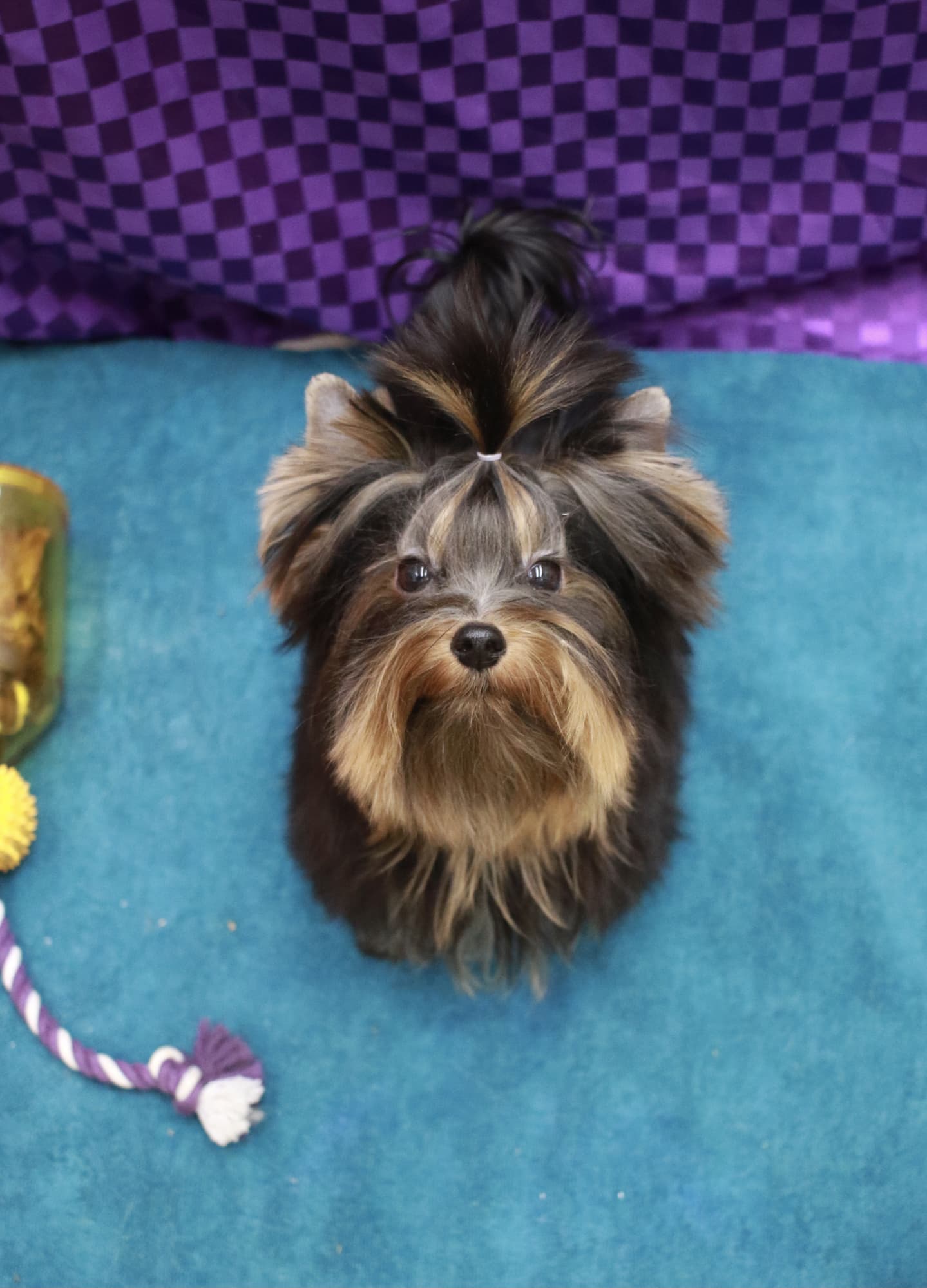 ヨークシャーテリア