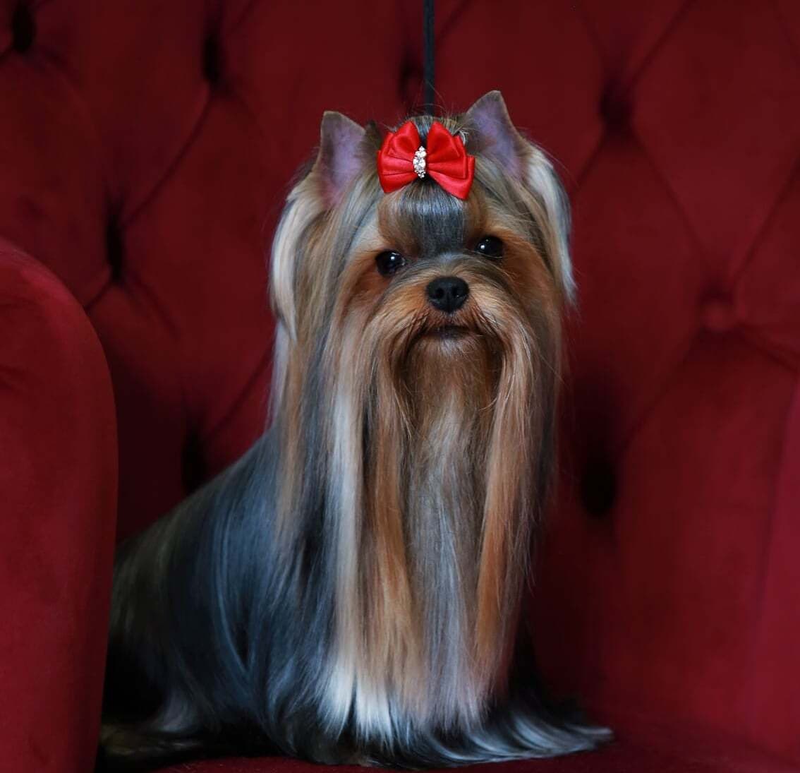 ヨークシャーテリア