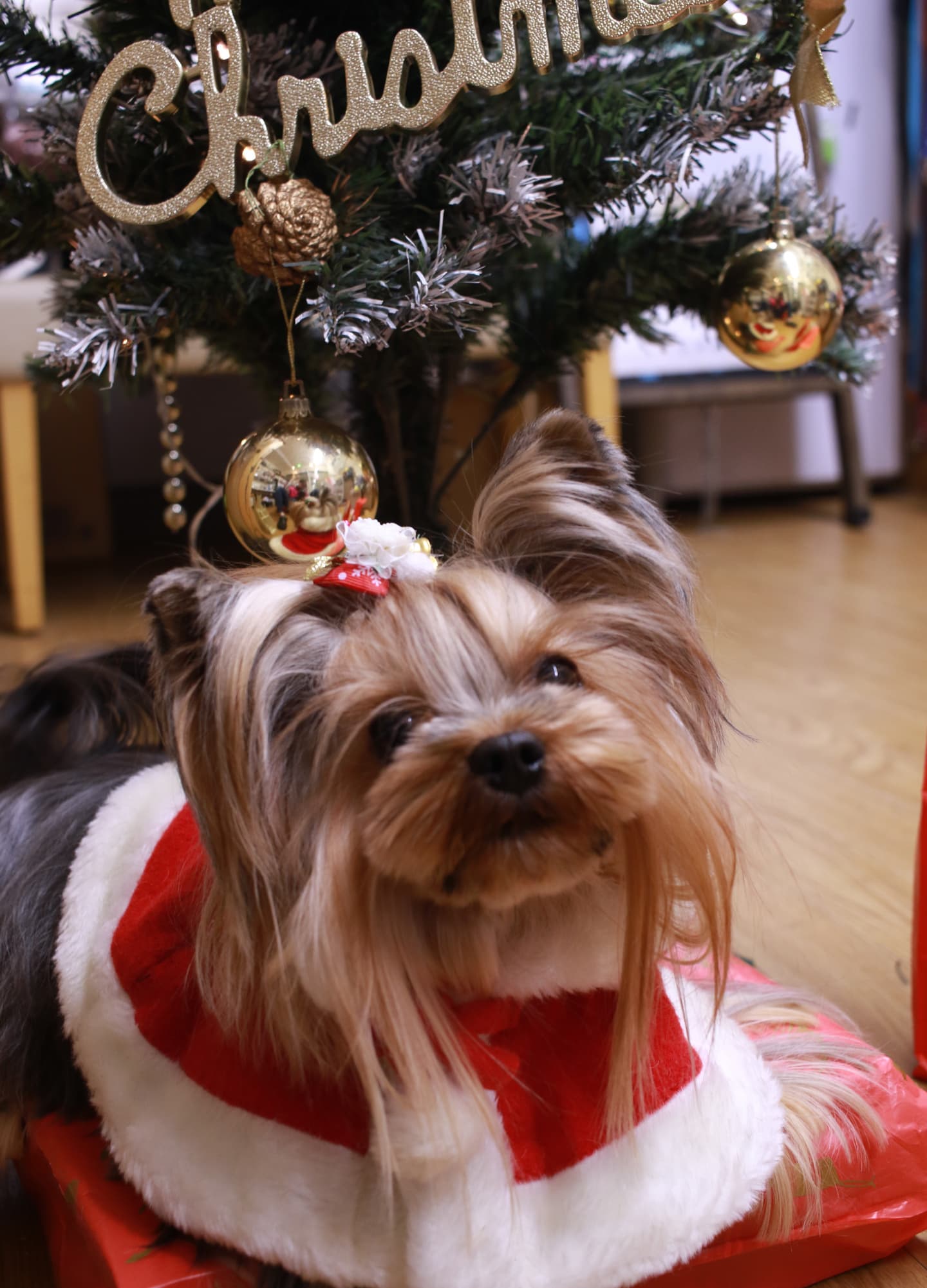 ヨークシャーテリア