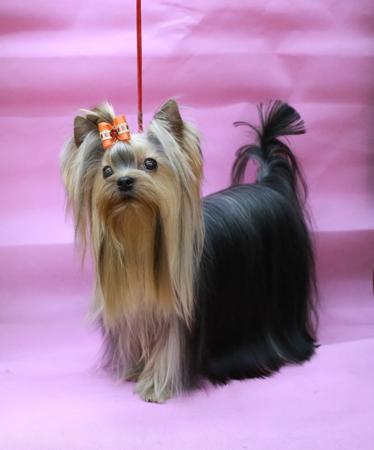 ヨークシャーテリア