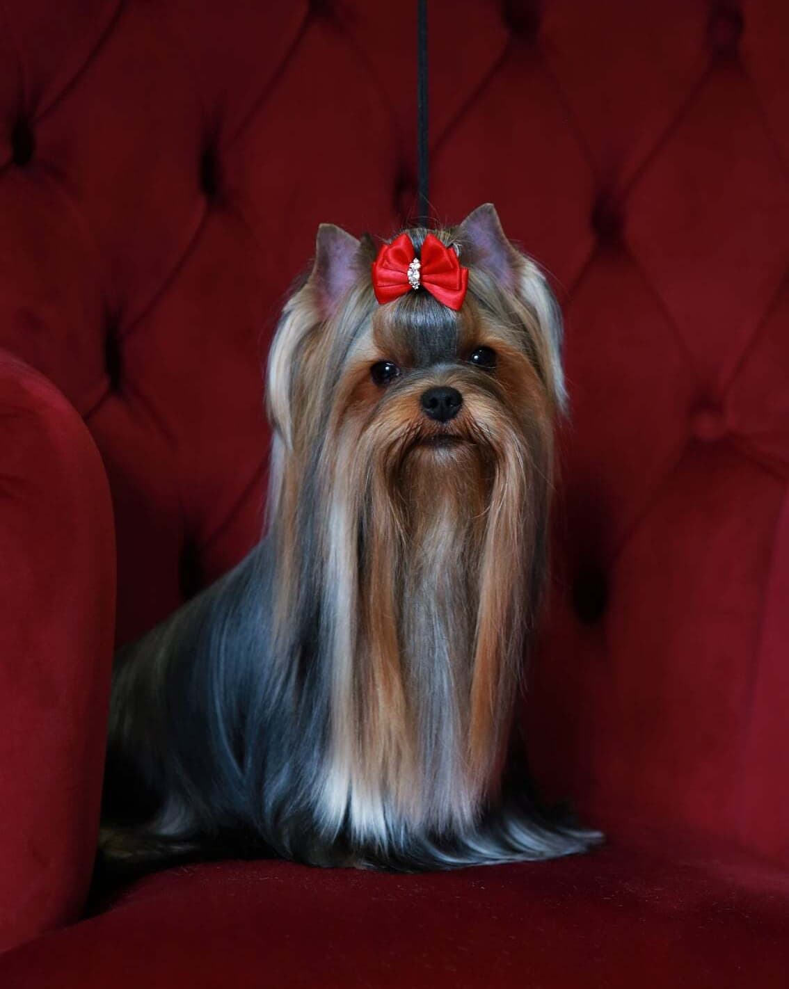 ヨークシャーテリア