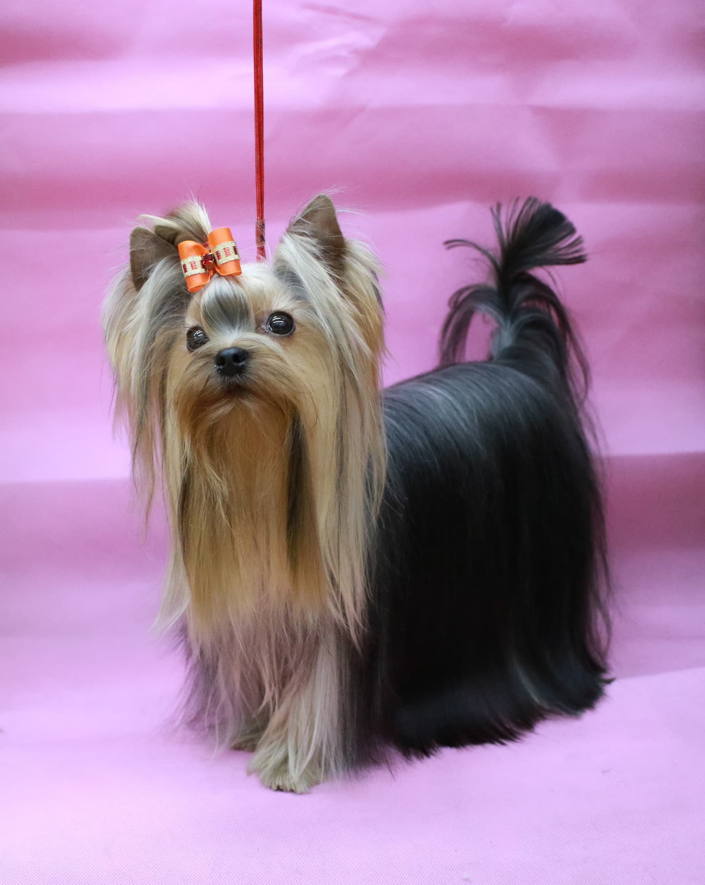 ヨークシャーテリア