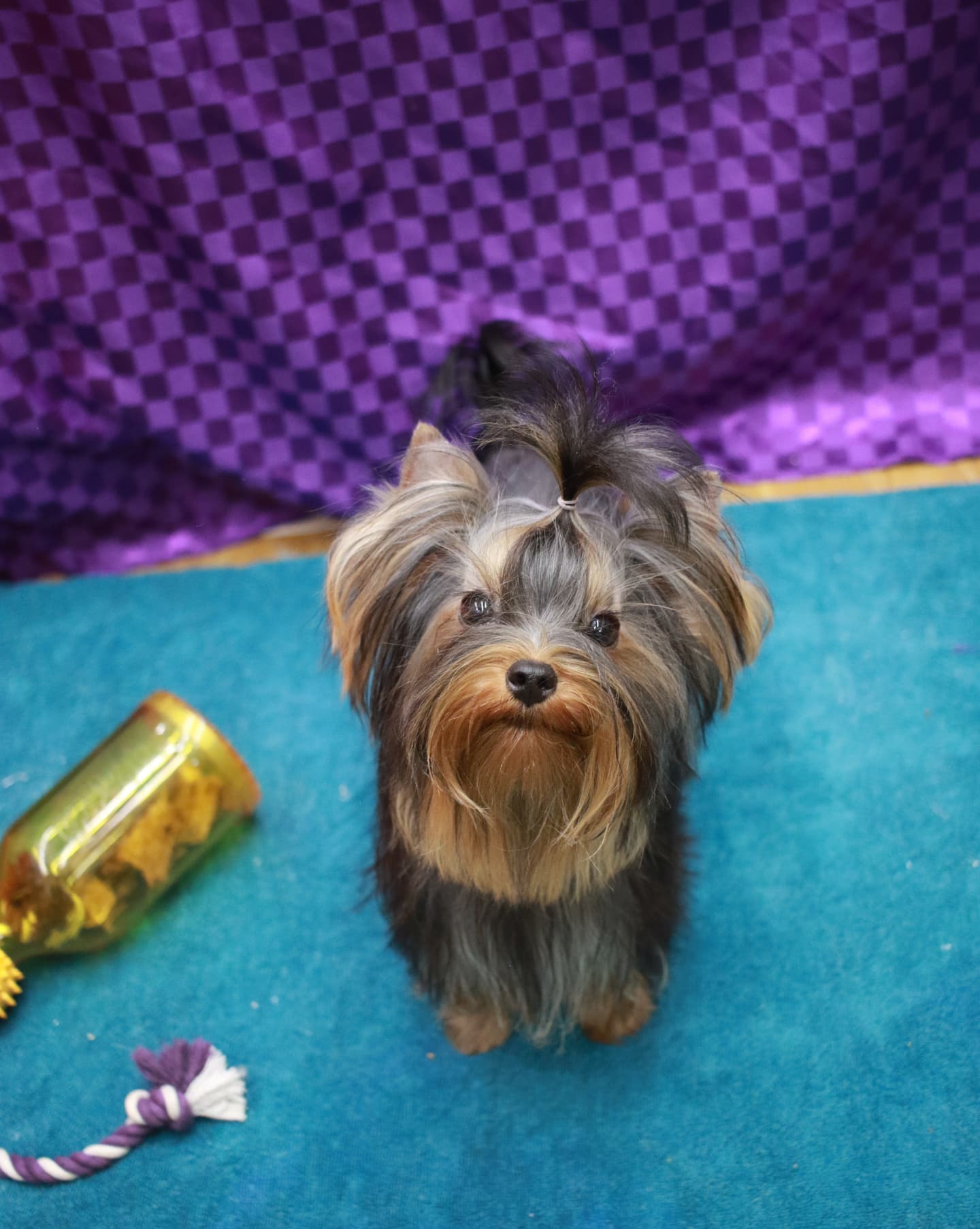 ヨークシャーテリア